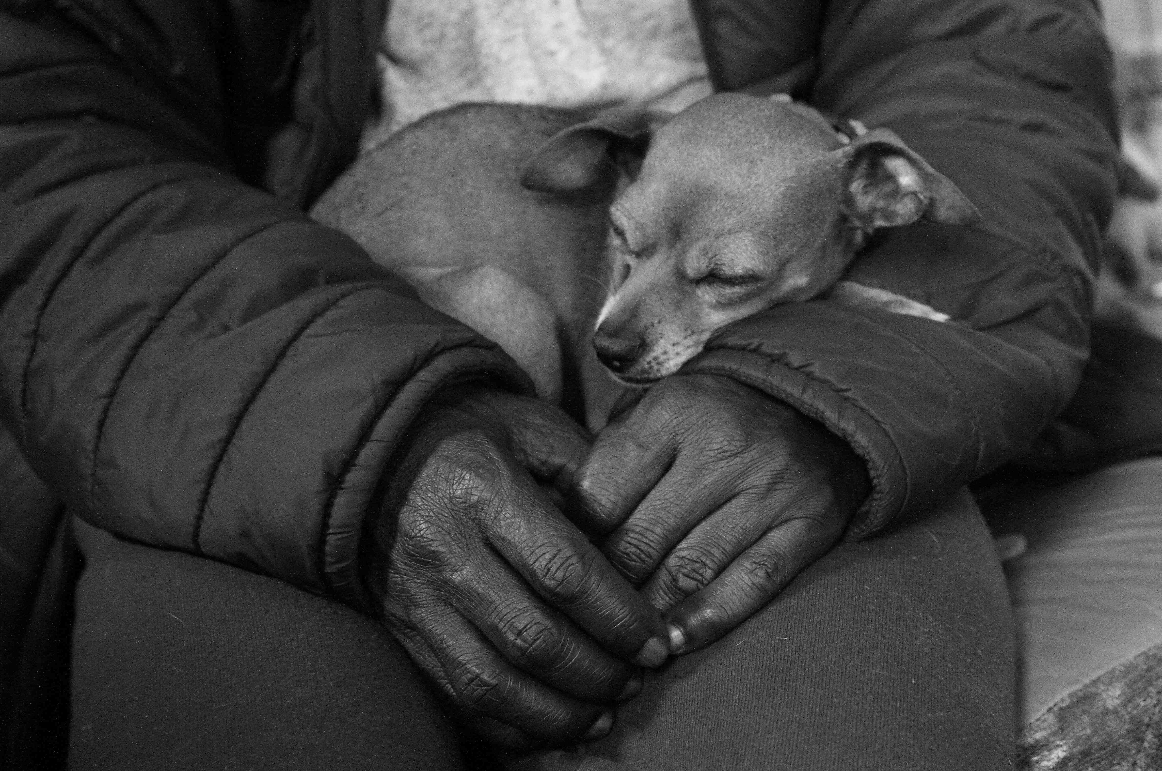small dog sleeping on a person's lap
