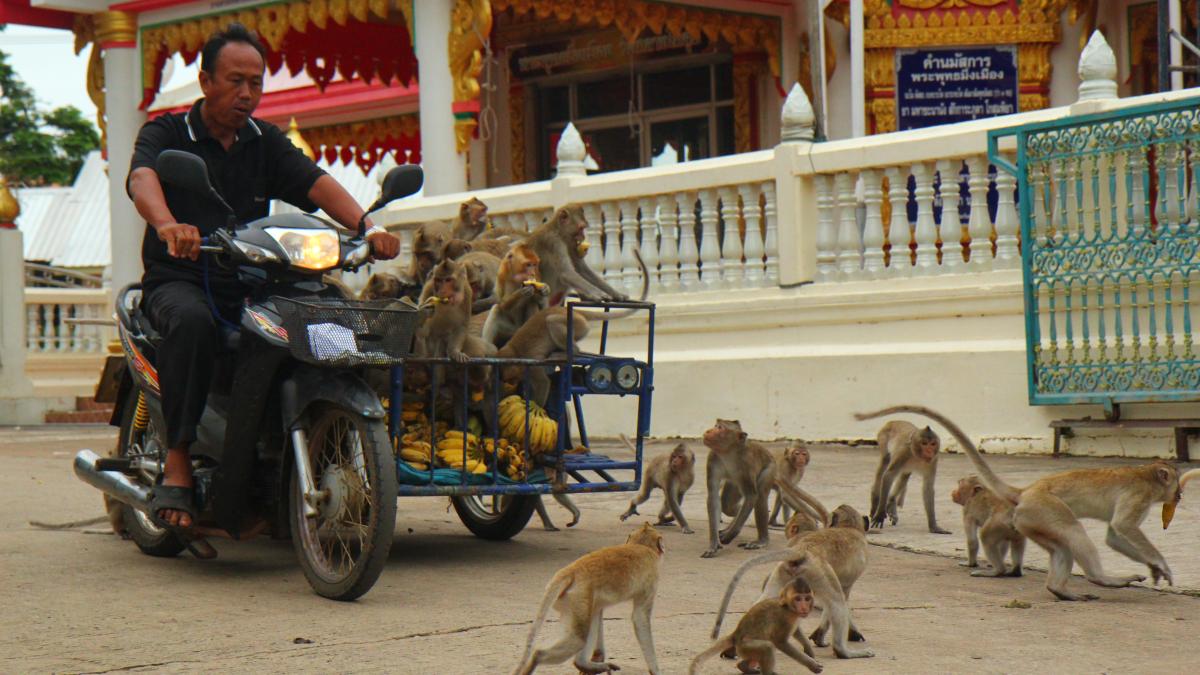 man cycles through group of monkeys