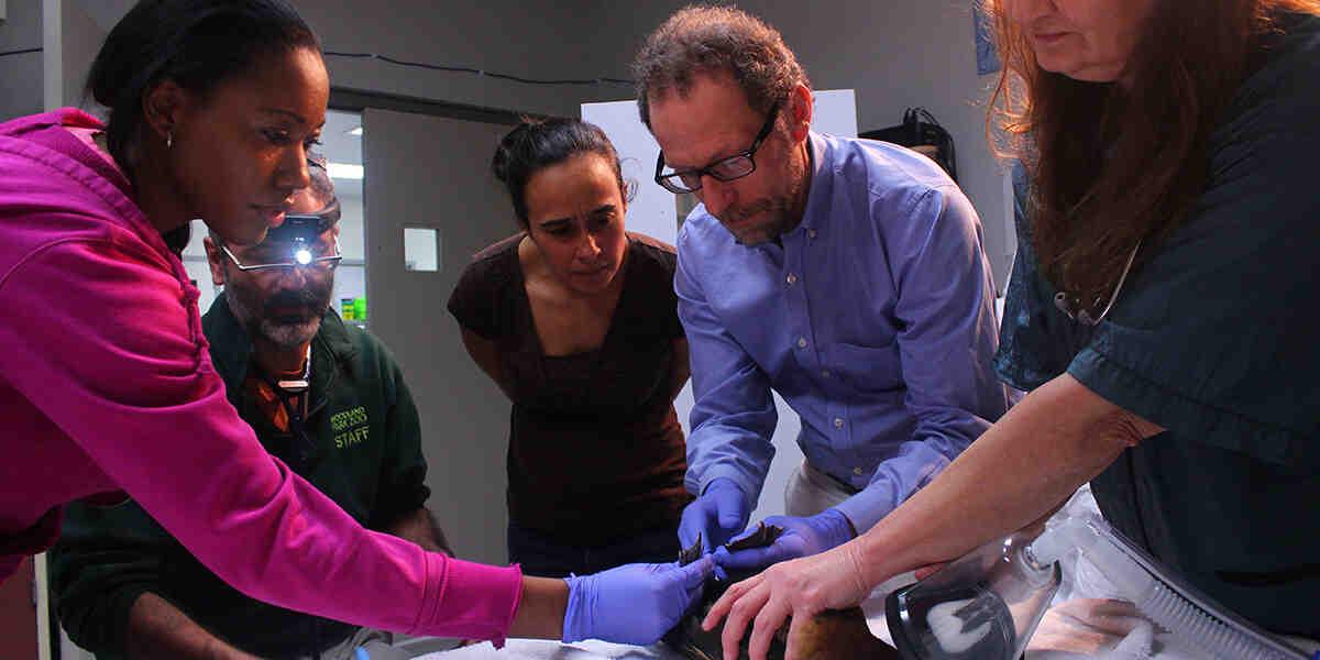 two people observe while three hold injured animal on operating table